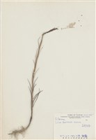 藏品(臺灣百合)的圖片